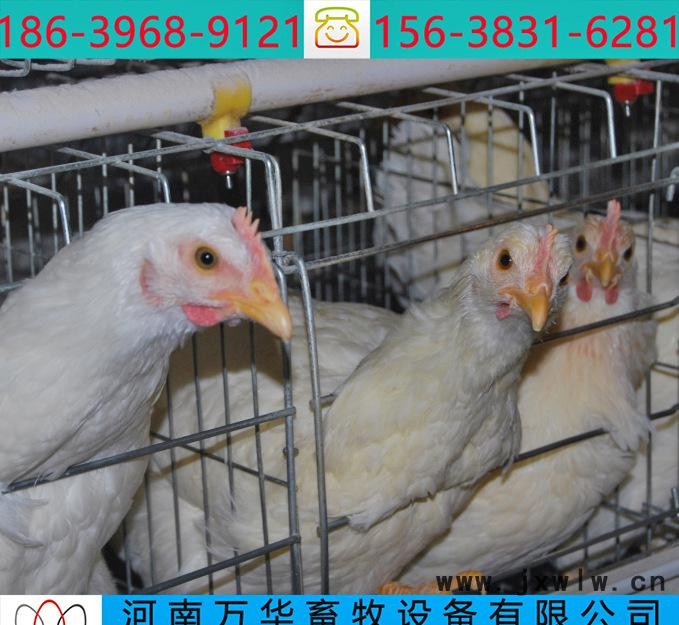 萬華畜牧階梯蛋雞籠養(yǎng)雞設備